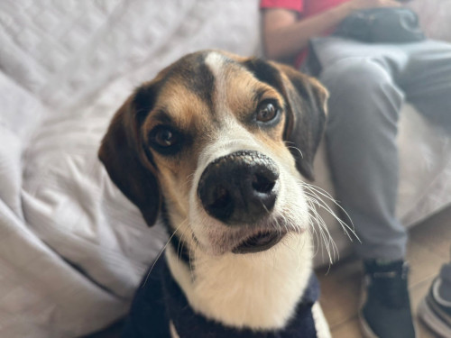 Bruno