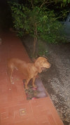 Foto de Yangala en  Huila #2