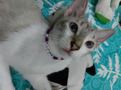 Kiara 