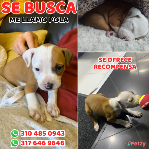 Foto de mascota Pola