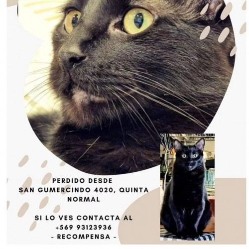 Kuko
