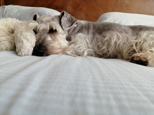 Peluche