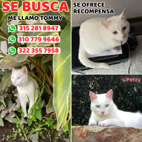 Foto de mascota Tommy