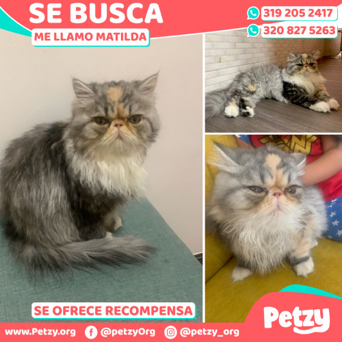 Foto de mascota Matilda