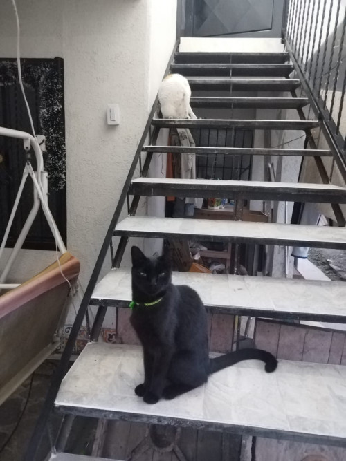 Negrito