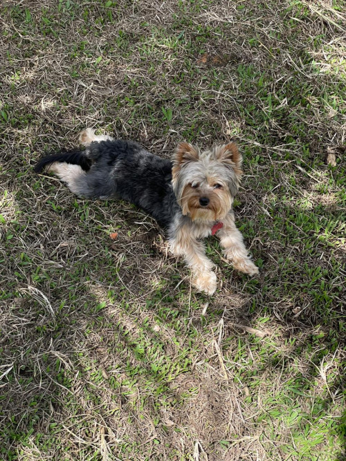 Max