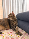 Foto de Kitty en Manizales Caldas #0