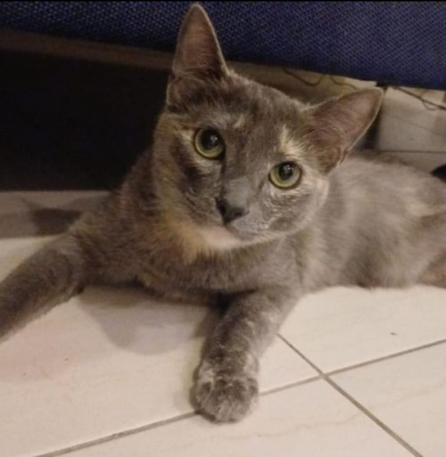 Arepita