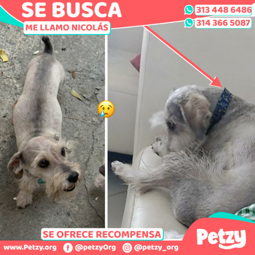 Foto de mascota Nicolás