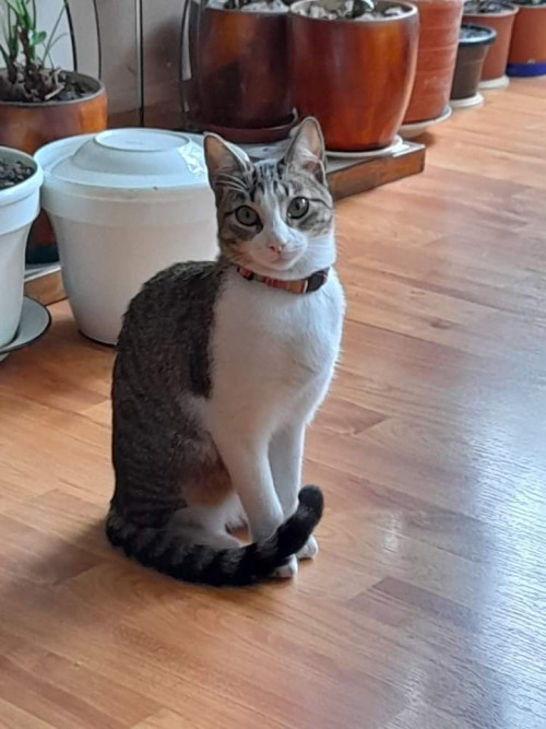 Nala