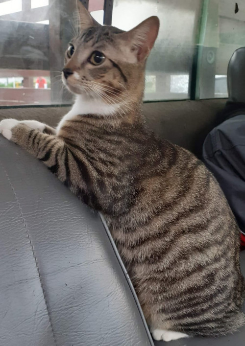 Max