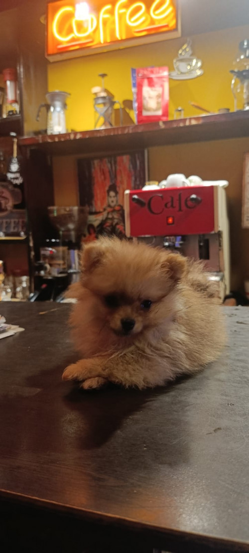 Romeo
