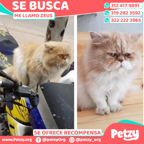 Foto de mascota Zeus 