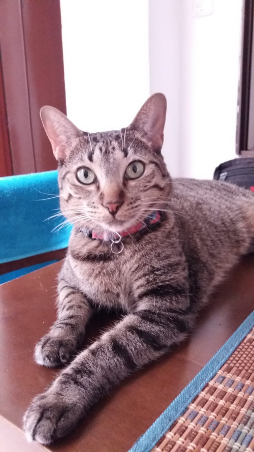 Leia