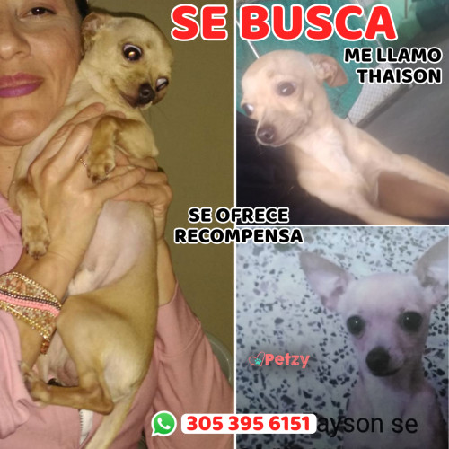 Foto de mascota Thaison