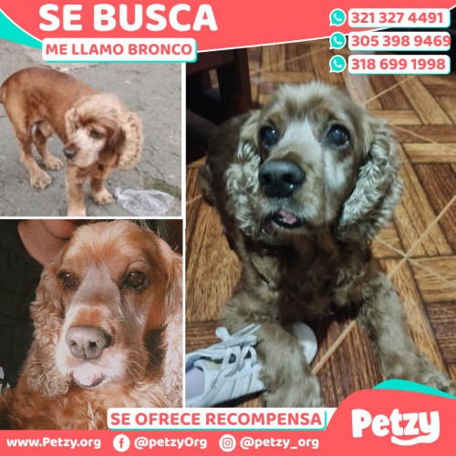 Banner de Bronco