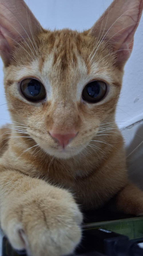 Lilu