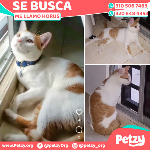 Foto de mascota Horus