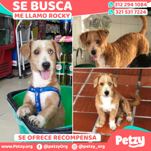 Foto de mascota Rocky