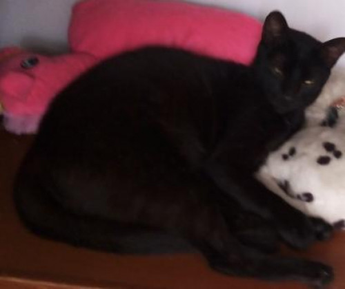 Negra