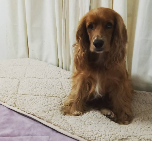 Lola