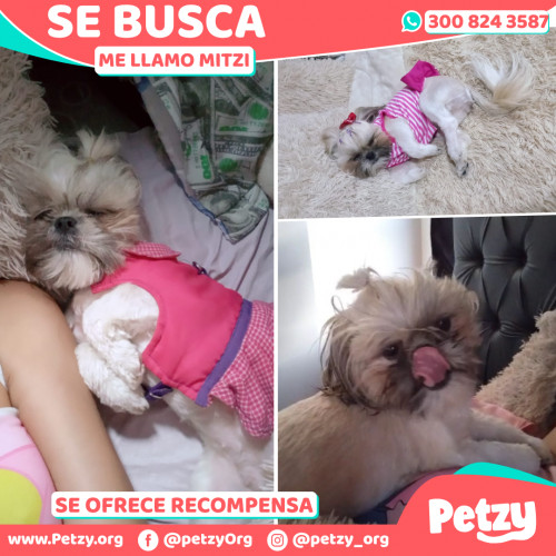 Foto de mascota Mitzi