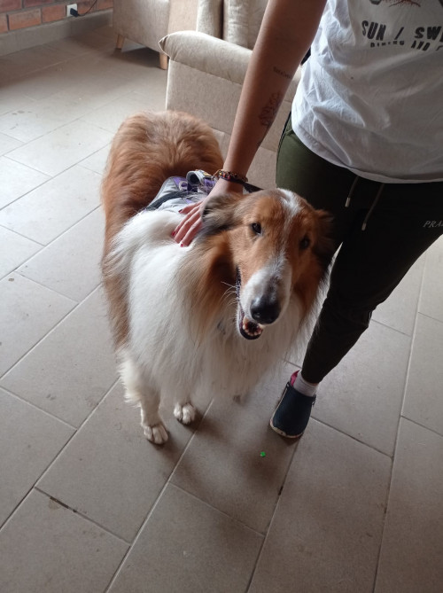Teddy