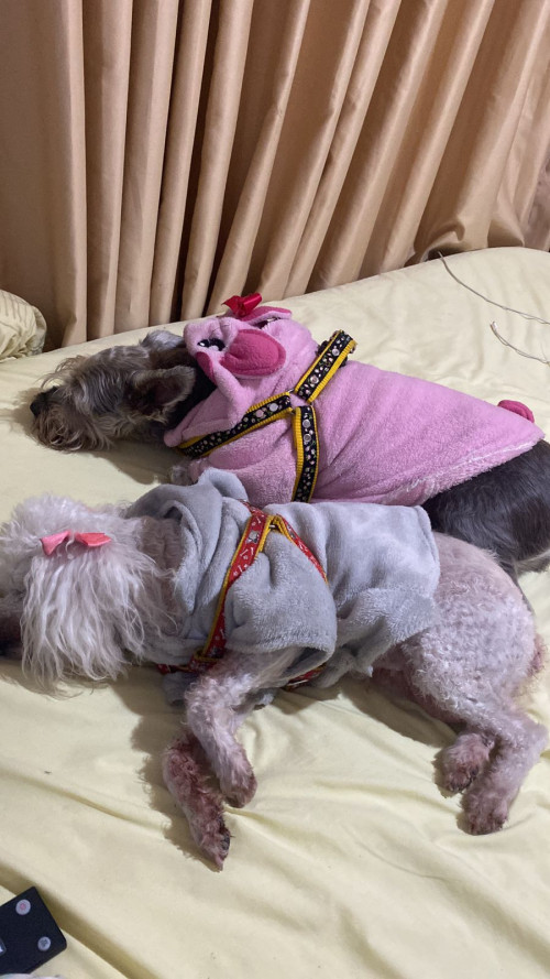 Cholita