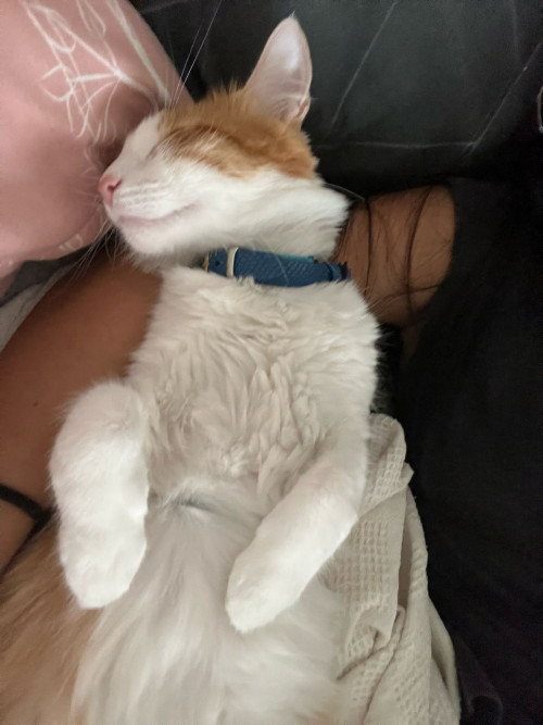Simba