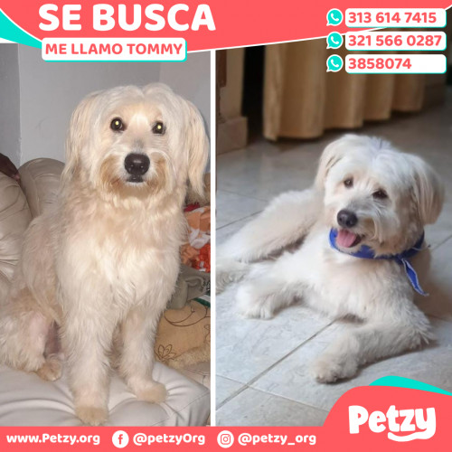 Foto de mascota Tommy