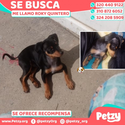 Banner de Roky Quintero