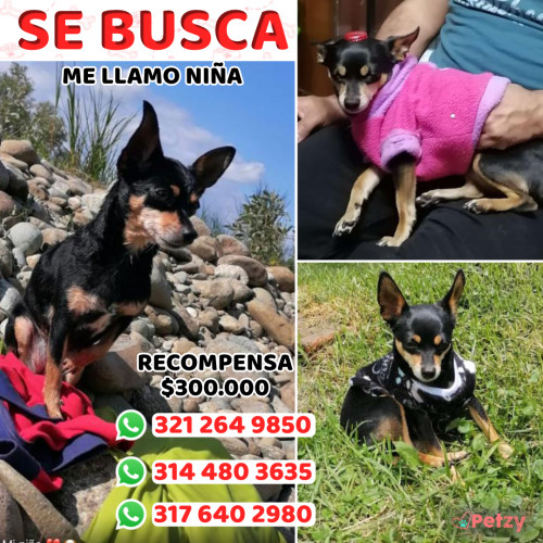 Foto de mascota Niña