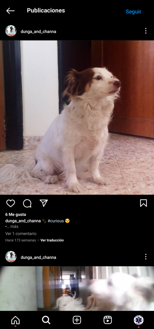 Dunga