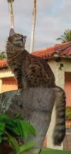 Foto de Tiger en Villa Del Rosario Norte de Santander #4