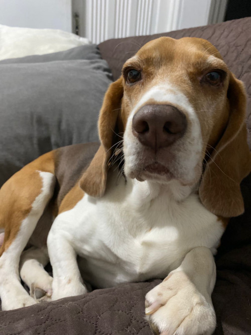 Manolo