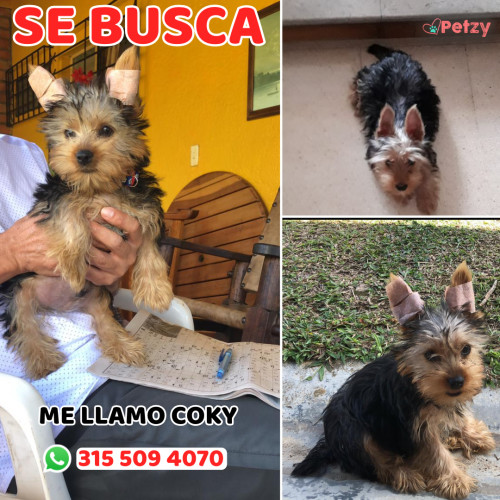 Foto de mascota Coky