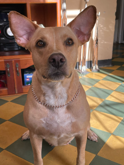 Lola