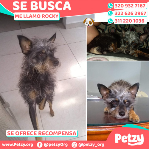 Foto de mascota Rocky