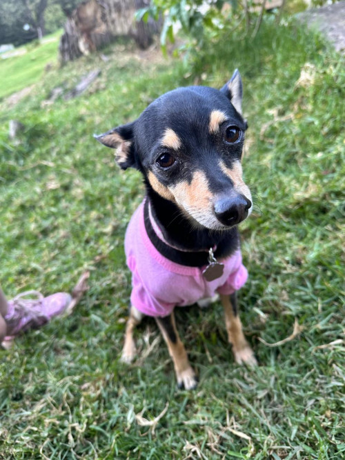 Lila