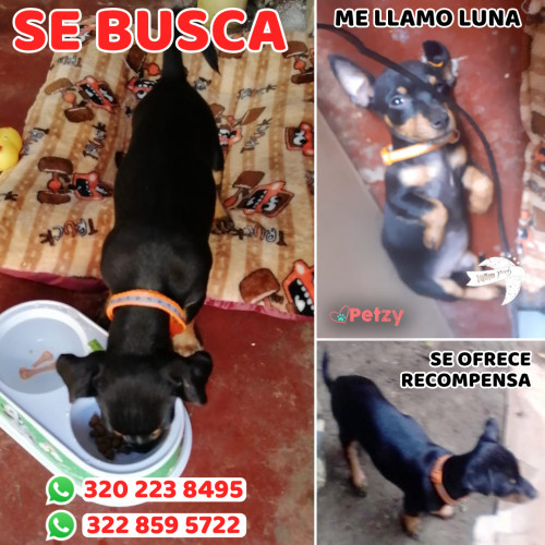 Foto de mascota Luna