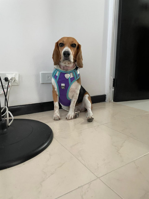 Bella