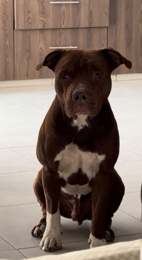 Choco O Chocolate