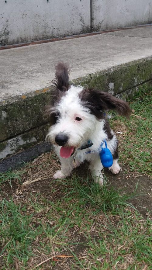 Peluche