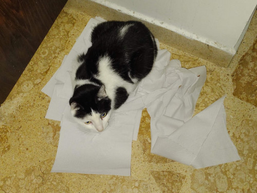 Tom