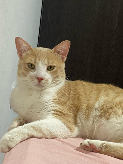 Simba