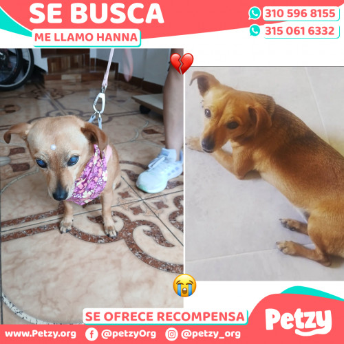 Foto de mascota Hanna