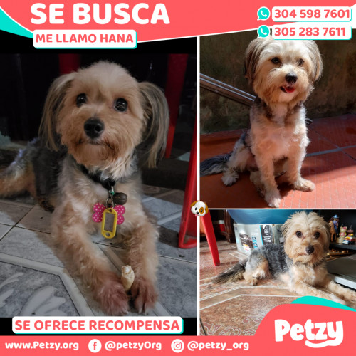 Foto de mascota Hana