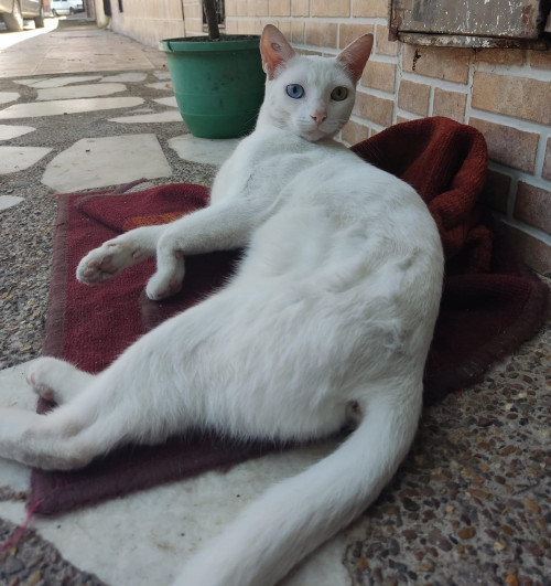 Fresa