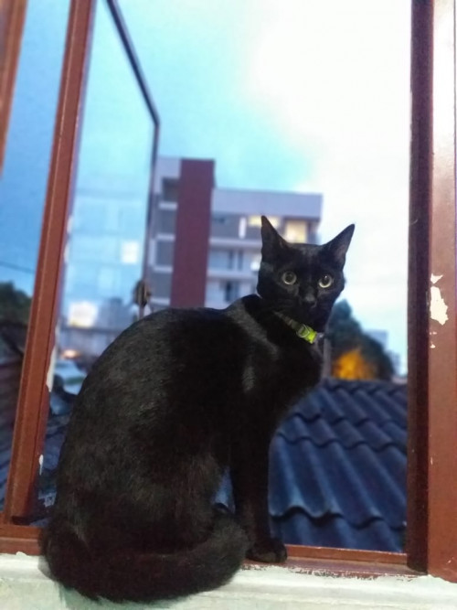 Orión