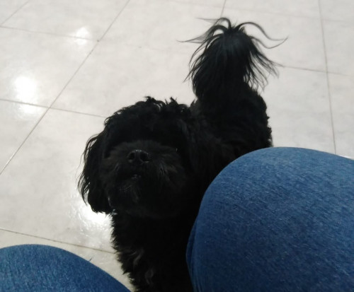 Oliver